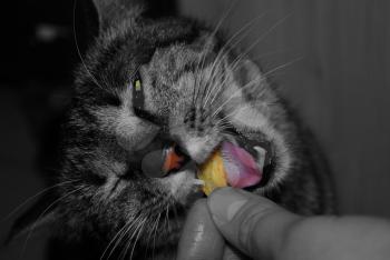 Cat with pleasure is potato chips from hands of the person