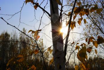 Setting autumn sun through trees