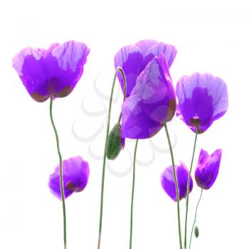 Beautiful purple poppies isolated on white background