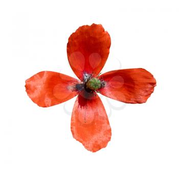 Red poppy with four 4 petals isolated on white
