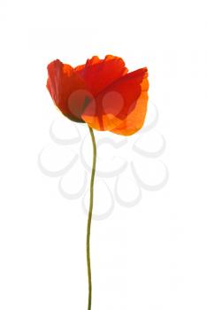 Beautiful red poppy isolated on white background
