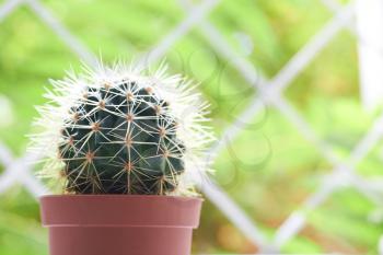 Green cactus on the windowsill with light soft background