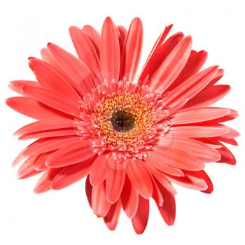 Red flower gerbera isolated on white background 