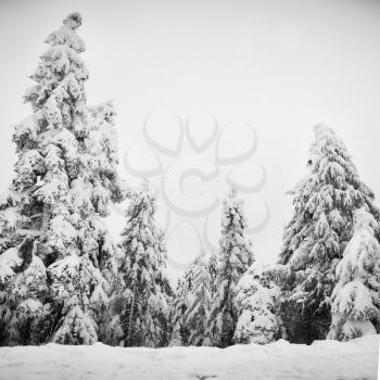 Pine trees covered with snow. Winter black and white landscape.