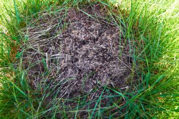 Anthill in the forest with many ants.
