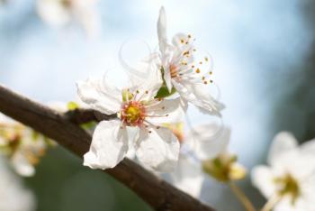 Plum white flowers with the soft background