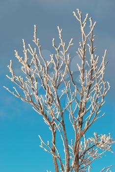 The Ice covered branch with blue sky.