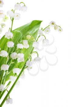 White flowers lilies of the valley isolated on white background