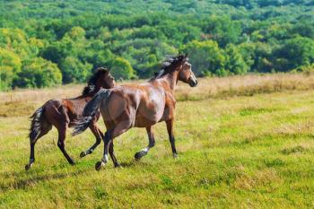 Running dark bay horses in a meadow with green grass