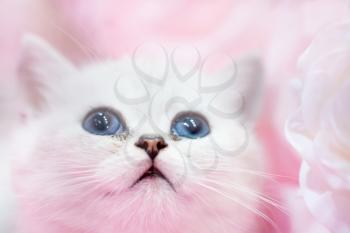 Little cute white cat kitten on the pink background 