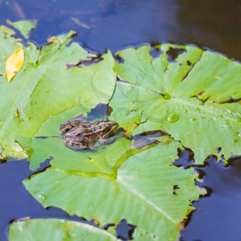 Frog sitting on leaf with lily in the pond