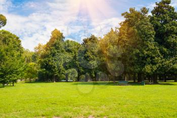 Green lawn- trees in park under sunny light with sun beams