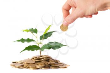 Hand and green plant growing from the coins. Money financial concept.