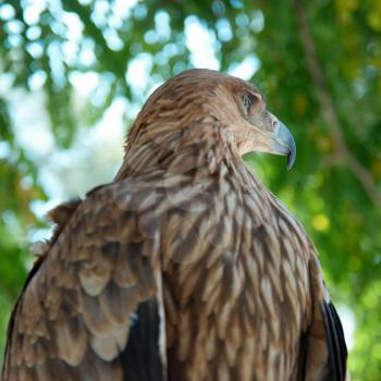 A hawk eagle sitting on the tree.