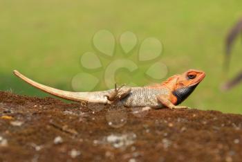 Orange-headed agama on the soft green grass background.