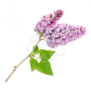 Violet lilac branch isolated on white background