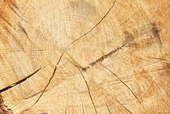 Wooden stump can be used for background