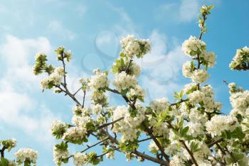 White apple-tree flowers with blue sky background