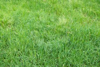 Green grass can be used for background