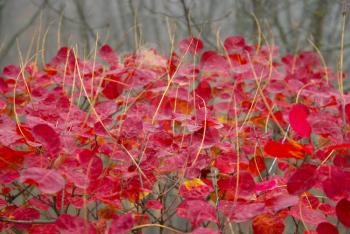 Textured red leaves.