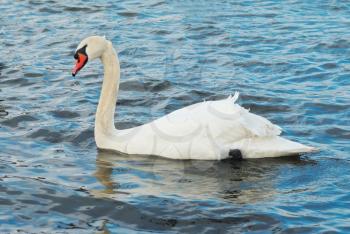 White swan on the water.