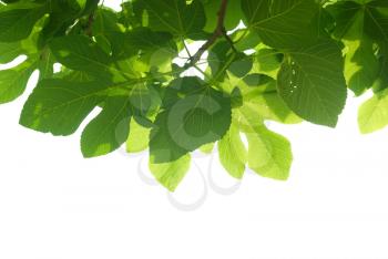 Green fig-tree leaves with branch isolated on white background.