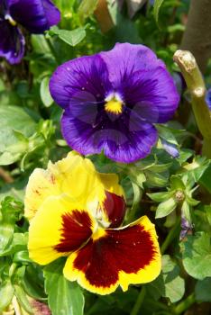 Pansy purple and yellow flowers in the garden