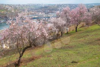 Blooming almond tree with white- pink flowers