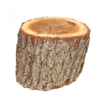 Wooden stump isolated on the white background.