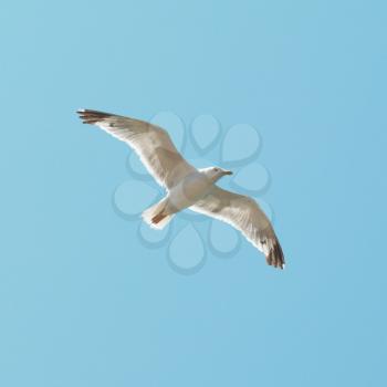 Flying seagull on the blue sky background.