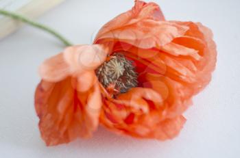 Beautiful single coral poppy flower head. Bright poppy flower. Close up of delicate flower for your design.