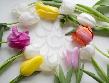 Circle of tulips with space for text. Beautiful blossoming tulip flower. Floral design. Nature background. Spring background with beautiful fresh flowers.