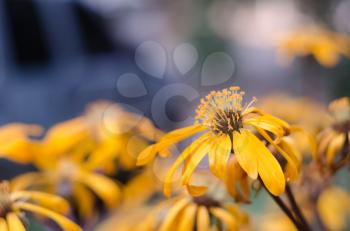 Beautiful bright yellow flowers growing in the garden. Close-up of yellow flowers with blurred background.