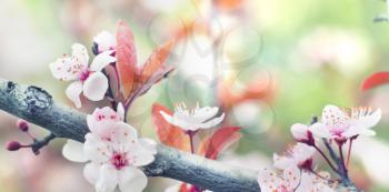 Beautiful flowers on a tree branch. Spring Background. Blossom tree.