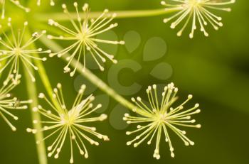 Macro of dill flowers. Close up flower of green fennel. Natural background. Green background.