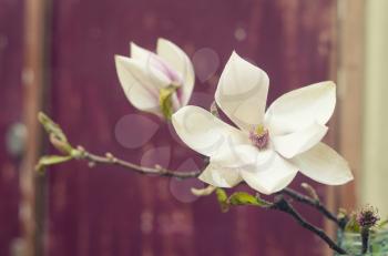 Marsala background with magnolia flowers. Blooming magnolia tree in the spring.