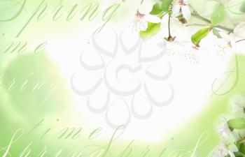 Light background with white flowers and green leave on a tree branch. May be used for a graphic art, as a greeting or gift layout, wallpaper, web template.