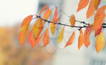 Tree branch with autumn leaves. Autumn background. Yellowed autumn leaves on a branch. Seasonal natural theme.