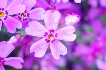 Purple creepeing phlox subulata flowers. Natural background