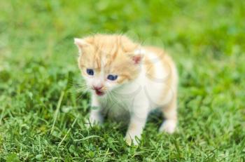One little kitten outdoor in green grass.