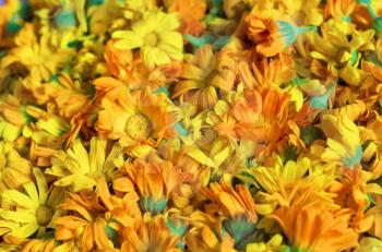 Background with fresh Calendula. Medicinal herbs. Marigold flowers for medical herbal therapy.