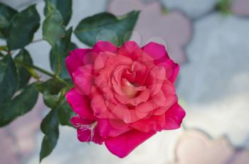 Beautiful sinBeautiful single red rose on a blurred green background