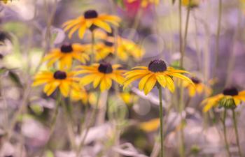 Rudbekia flowers on a rough background with a boke. The photo is autumn