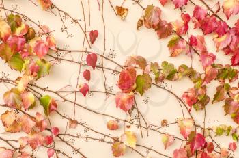 Autumnal ornamental grapes on the background of a light wall. Autumn seasonal photo.