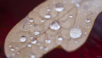 Water drops on brown leaf. Nature background.