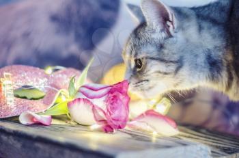 The kitten is smelling a pink rose against the background of lights of garlands. . Valentine day photo.