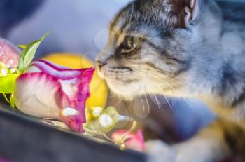 The kitten is smelling a pink rose against the background of lights of garlands. . Valentine day photo.