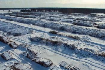 The felled trees lie under the open sky. Deforestation in Russia. Destruction of forests in Siberia. Harvesting of wood.