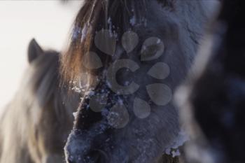 Yakut horses in the winter in the snow. The breed of Yakut horses.