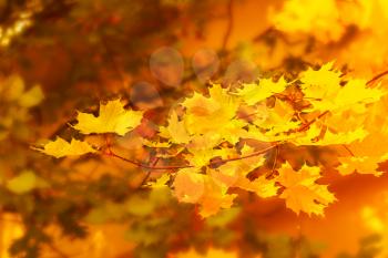Autumnal maple branch on golden fall background . Fall leaves background.